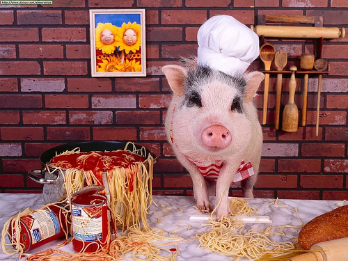 Animals20Pigs20On20Parade_Chef20Boa