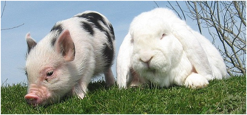 Conejo + cerdito
